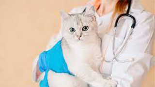 pet health care