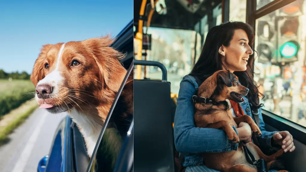 Buses That Allow Pets To Travel